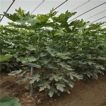 批发2年生无花果苗 金傲芬品种无花果苗 田骏园艺场种植