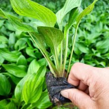 大花地园林 花叶玉簪 耐阴植物 金边玉簪小苗 花坛花镜地被植物