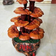 灵芝盆景礼品观赏灵芝盆景厂家 山东灵芝 观赏性灵芝摆件批发 灵芝盆景种植技术