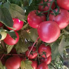 大粉果番茄种子，优质西红柿种子，进口番茄种子价格