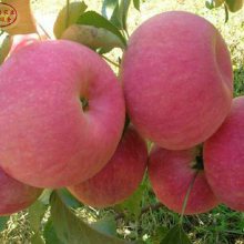 2cm蘋果苗價格、2cm蘋果苗培育基地