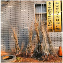 3公分板栗苗批发 3公分板栗树苗价格 润景大红袍板栗基地