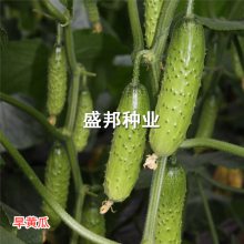 无刺水果黄瓜种子种苗 旱黄瓜苗 大刺溜苗
