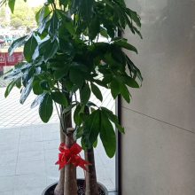 南宁A办公楼 室内绿植租赁养护 汇成园艺