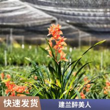 燎伯兰业 大花浓香浓香兰花 建兰醉美人 阳台绿植室内花卉