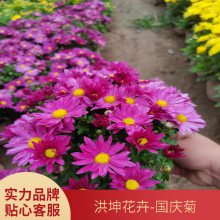 时令花卉品种批发 山东花卉基地 花卉品种 草花 摆花花卉 节日花卉
