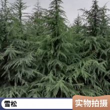 园林常年出售雪松3.5米高大小规格齐全自产自销 一站式苗木