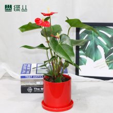 武汉同城苗圃直达/室内净化空气办公绿化/红掌植物盆栽/绿丛园林