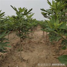 量产无花果树苗 金傲芬无花果树苗 基地*** 丰田园艺