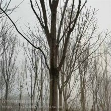 成都半球形七叶树 七叶树苗木 园林绿化