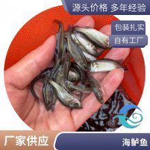 反季海鲈鱼苗 淡水七星鲈鱼苗 3-5公分 活体运输 水产种苗