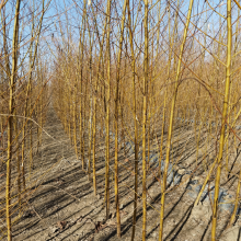 金丝垂柳信息价 绿化种植 起苗装车 品种优良