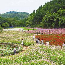 农产品加工园区规划设计|乡土建筑景观规划设计|农村基础设施规划设计