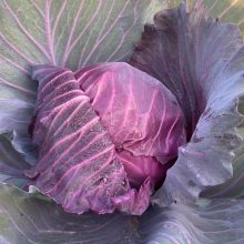 紫甘蓝菜种子 包菜种籽 卷心菜 大头菜 包心菜 种籽 春秋季种植