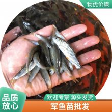优质水源养殖 淡水鱼苗青竹皖鱼苗 军鱼苗投喂方式 光鱼苗 货源充足