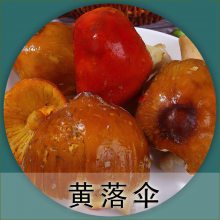 高原食材 黄落伞菌一件1.5公斤 净重2斤 酒店 餐馆 家庭 一件代发