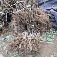 惠农农业 抗寒的红心猕猴桃苗种植技术 无毛奇异果树苗
