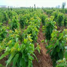 6公分8公分10公分樱桃树/红灯、萨米脱、拉宾斯、早大果樱桃树