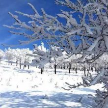 果树冬季如何管理？注意这几个要点