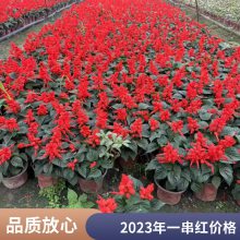 一串红 节假日摆租花卉 花色鲜艳 寓意红红火火 国庆节花卉