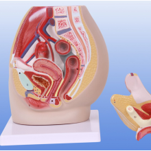 女性盆腔正中矢状切面附生殖器解剖模型YR-A1093