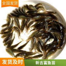 󲻲޷ ޷ ֳ޷