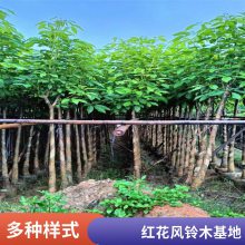 【卓绿园林】红花紫花风铃木行道树绿化观赏盆栽园林风景树供应