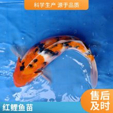 红白三色锦鲤鱼苗 颜色丰富 游动活跃锦鲤鱼苗 放生金鱼苗