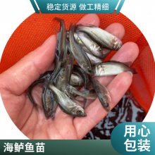 港发品牌 海鲈鱼苗 5公分以上淡水养殖 鱼苗健壮 实惠批发