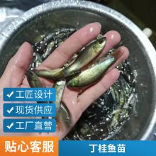 港发水产种苗 丁桂鱼苗须鱼岁规格齐全 优品水库淡水鱼苗 快大好养