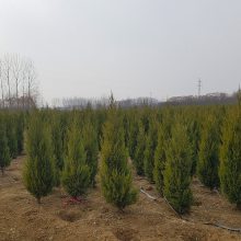 塔柏苗 蜀桧苗 松柏苗 扫墓松 江苏松树苗价格