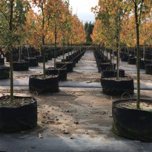 基地出售新品种红花槭秋日光环景区园林造景行道绿化防护树