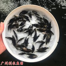 桂花鱼苗批发 鳜鱼苗 吃小鱼杂鱼 养殖前景好 成鱼好卖