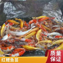 锦鲤鱼苗 优质好苗 存活*** 生长迅速 产量好 包品质