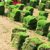 马尼拉草皮卷 矮生百慕大草坪 广西岑溪铁路护坡绿化用的草坪出售价格 哪里有卖的