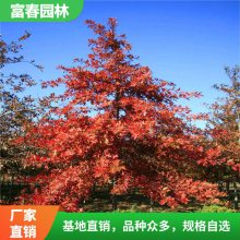 北 美红橡树新品种欧洲红栎 园林景区行道风景树 别墅小区造景树