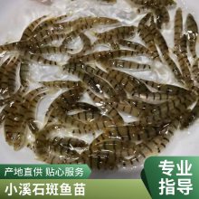 厂家批发鱼苗 溪水石斑鱼苗 红罗非鱼苗 锦鲤鱼苗鲜活水产 买就送