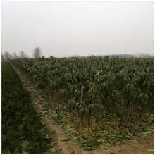 黄金冠黄桃树苗价格 黄桃树苗几年结果 基地出售嫁接桃苗