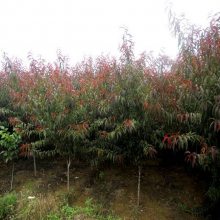 基地批发碧桃小苗 紫叶桃 红叶碧桃 红叶碧桃树庭院观赏 规格齐全
