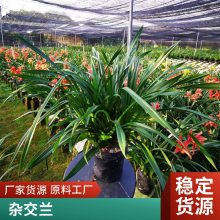 燎伯兰业 种类丰富室内绿植花 建兰醉美人 办公室桌面植物摆放