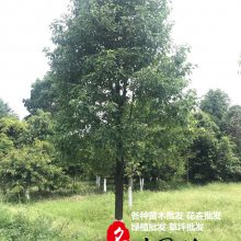 香樟树批发 香泡树批发 香樟树基地 成都郫县基地供应