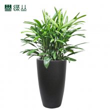 棕竹 耐寒庭院盆栽植物 武汉花园设计 中号塑料盆
