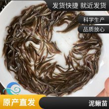 本地泥鳅苗 适应能力强 免费技术扶持 渔场直发 包活到家