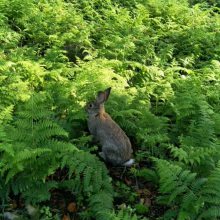 思麻兔子养殖合作从哪里引进思麻兔哪里有卖的养殖场基地