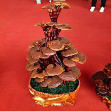 产地供应大型灵芝盆景 康瑞食用菌批发 盆栽灵芝 工艺品礼品厂家