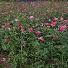 绿化用50公分月季花苗报价详情