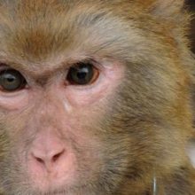 三维冷冻研磨仪｜JXCL-3K研磨猴皮样品实验