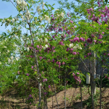 源新供应香花槐树 风景绿化树苗观花植物 红花刺槐 量大规格齐全