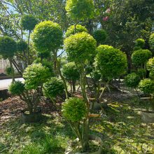 亮晶女贞棒棒糖袋苗,多头亮晶女贞造型,点缀植物造型栽植四季常绿植物造型