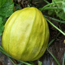 冰糖丑八 怪甜瓜种籽 九斤王甜瓜种春四季水果种子老品种脆甜八楞瓜